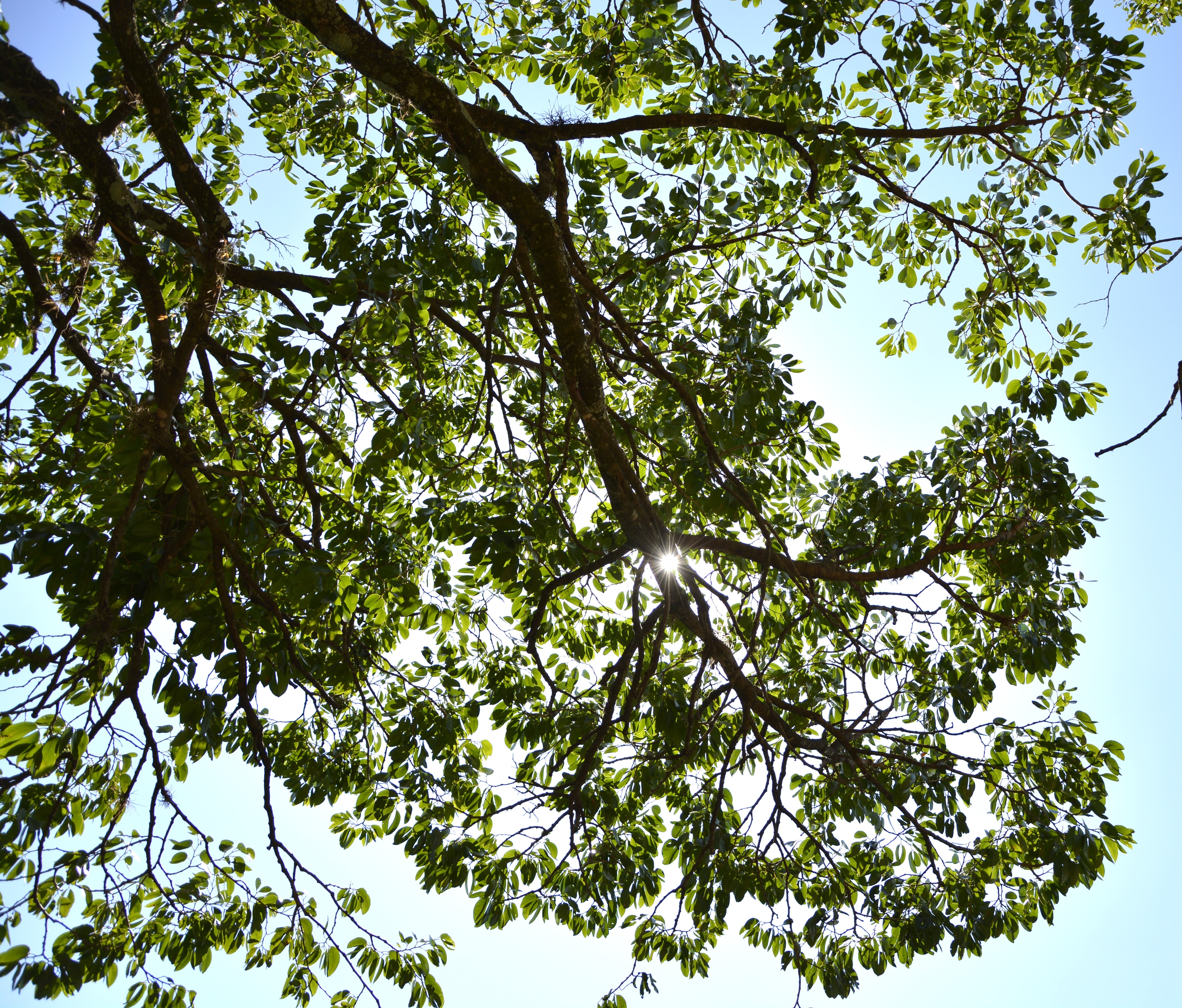 Tree left. Ветка лиственного дерева. Ветви листиного Дерива. Деревья с мелкой листвой. Плоская ветка дерева.