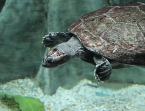 close up photo of sea turtle thumbnail
