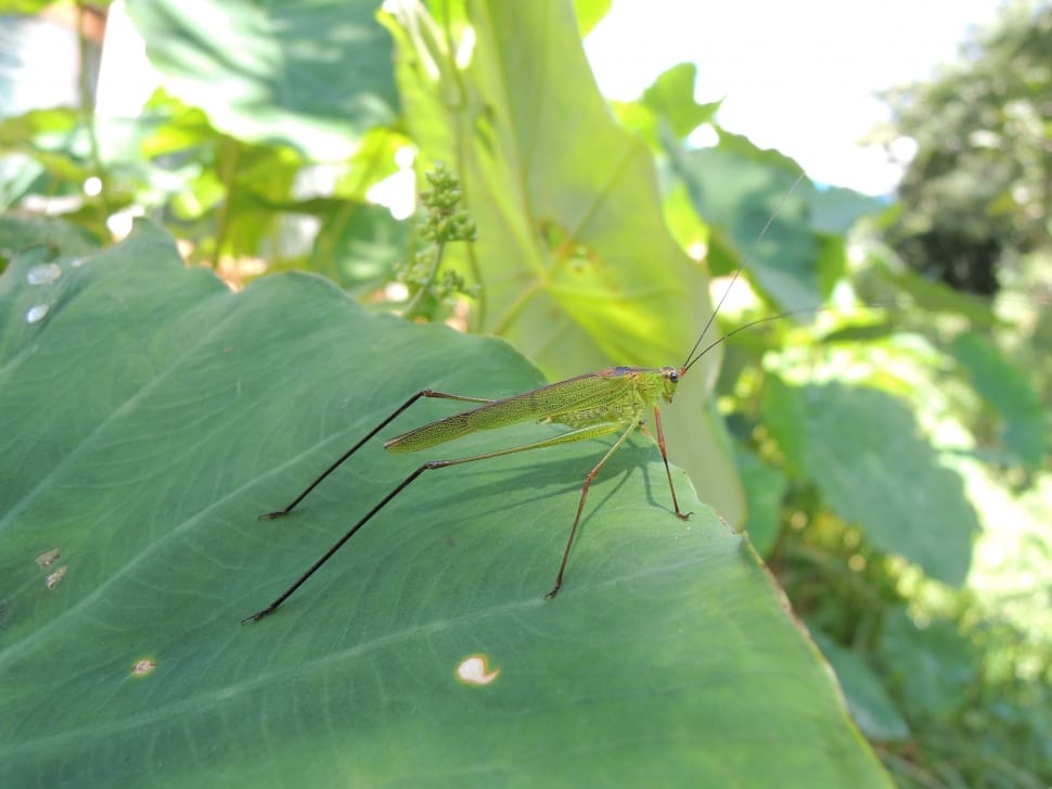 green grasshopper on leaf preview