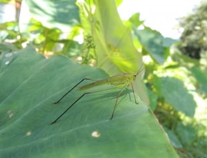 green grasshopper on leaf thumbnail