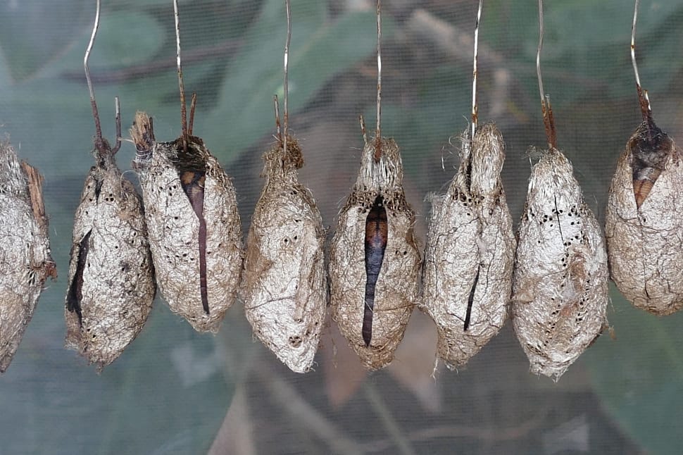 white and brown pupa preview