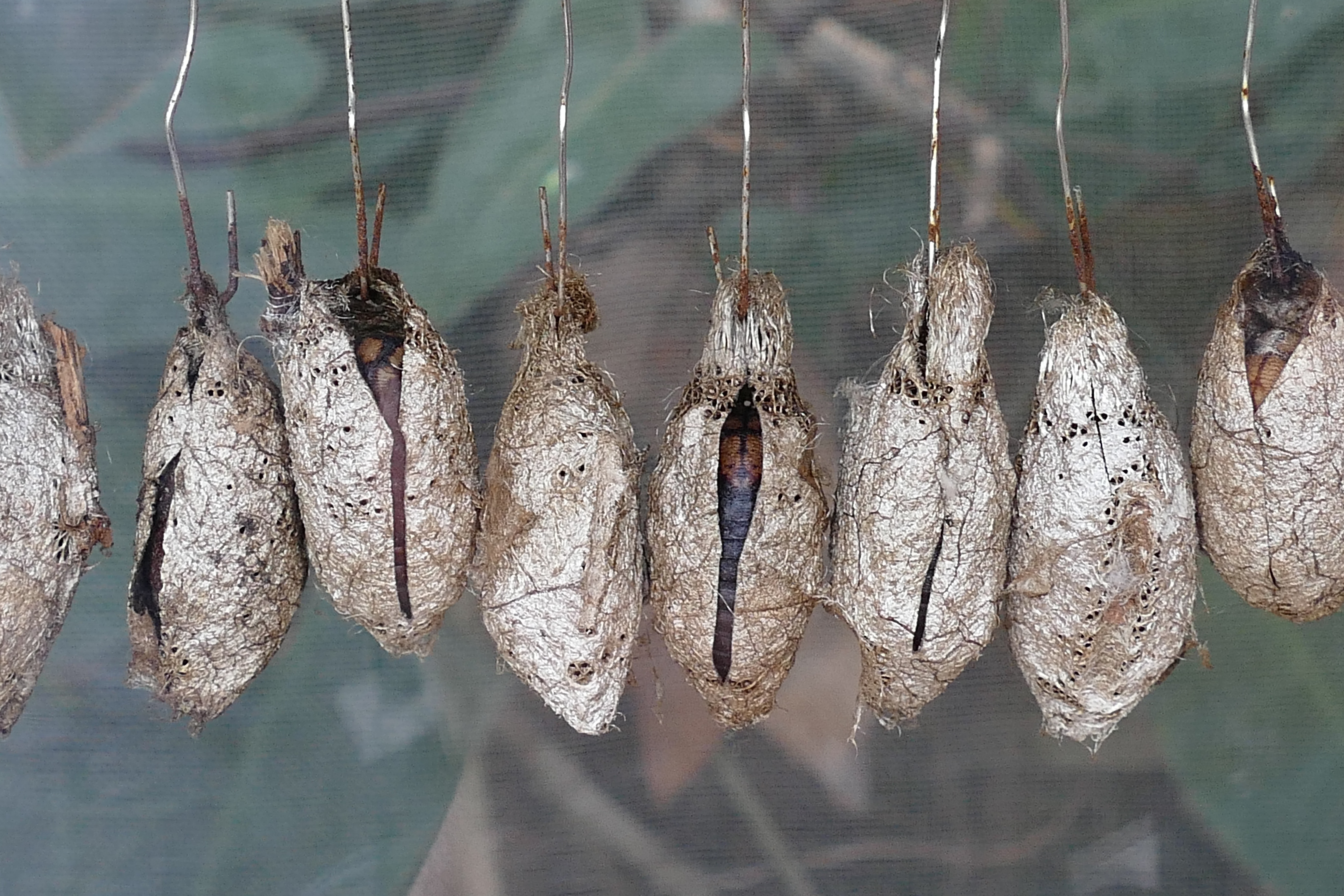 white and brown pupa
