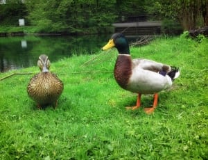 1 mallard duck and 1 female mallard duck thumbnail