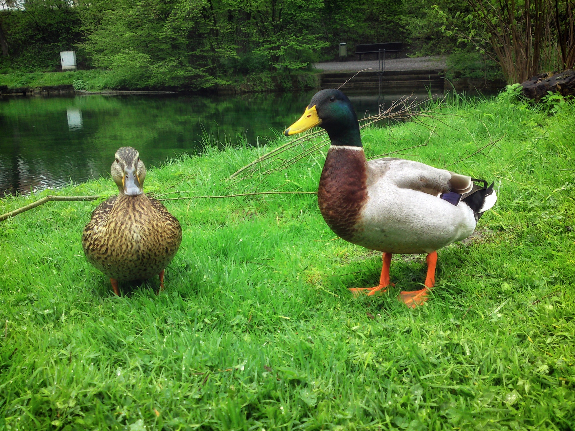 1 mallard duck and 1 female mallard duck