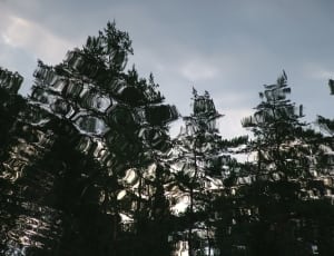 reflection of trees through body of water thumbnail