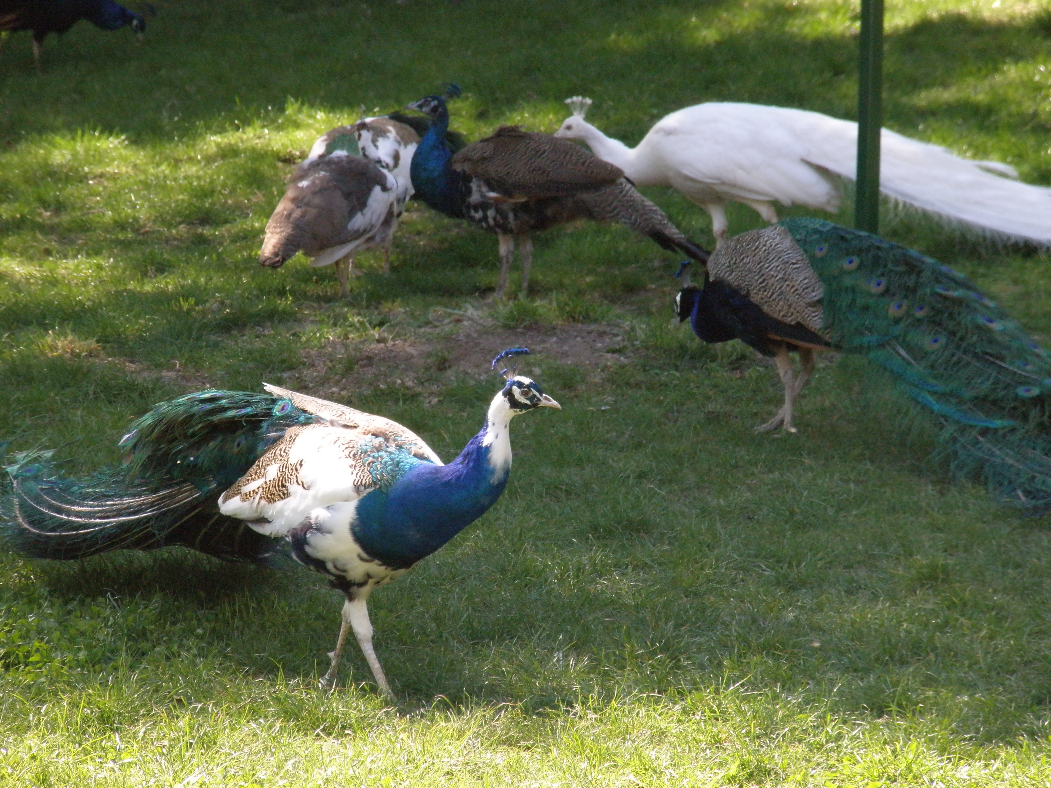 peacocks on green grass