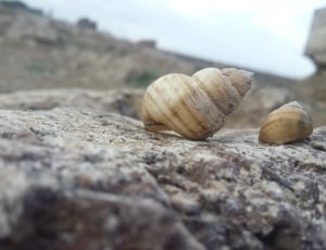 2 beige and gray shell snails thumbnail