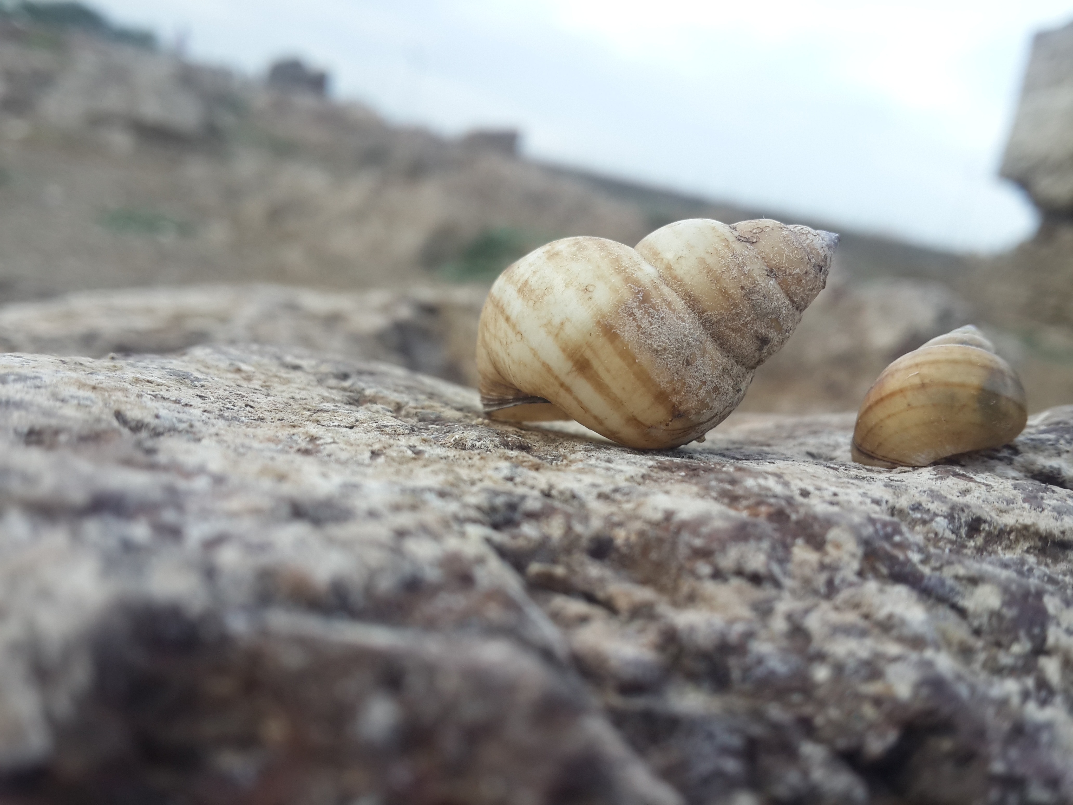 2 beige and gray shell snails