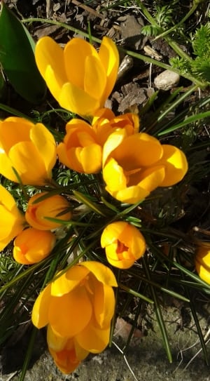yellow tulip flower plant thumbnail