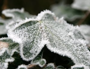 snow covered green leaf thumbnail