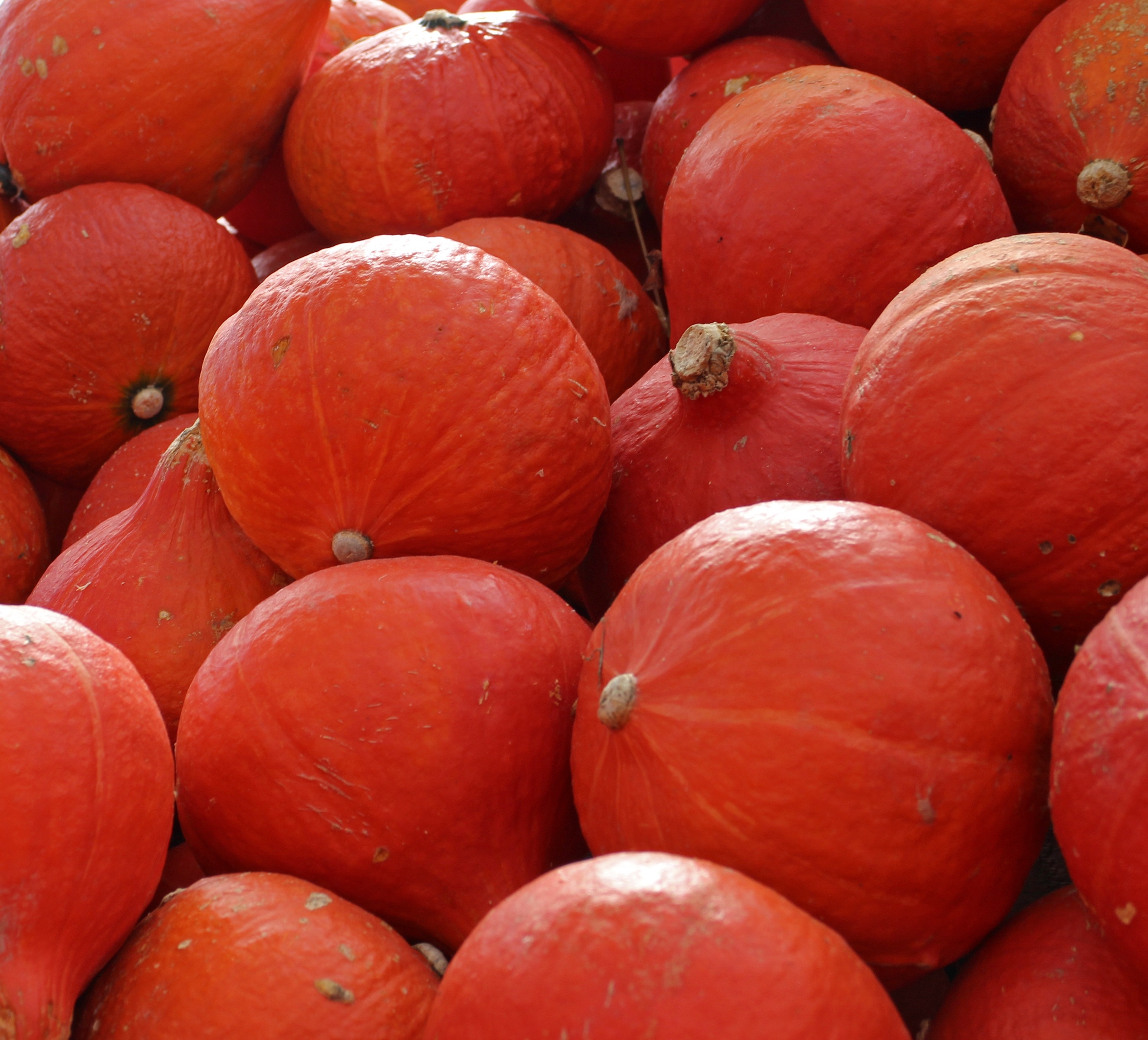 red round fruit lot