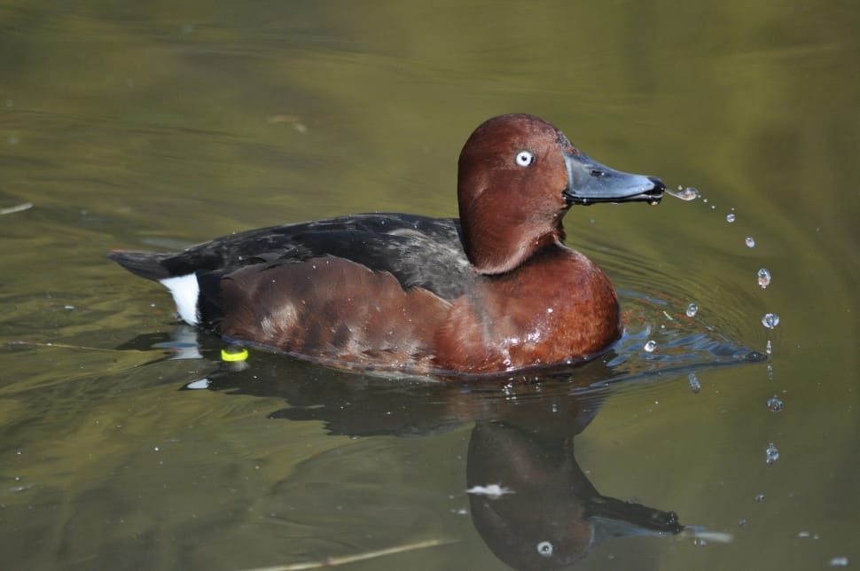 brown duck preview
