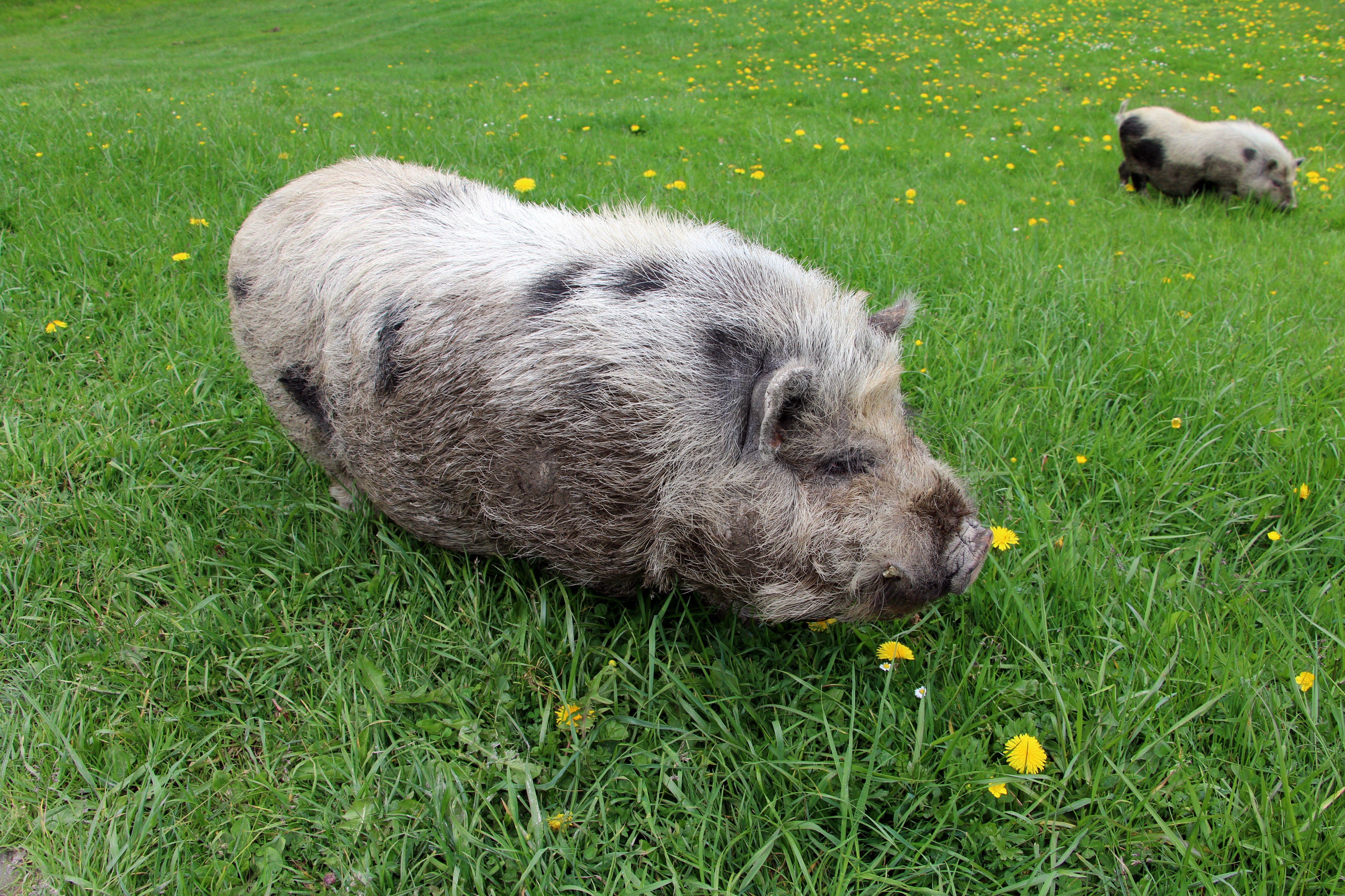 gray and black pig