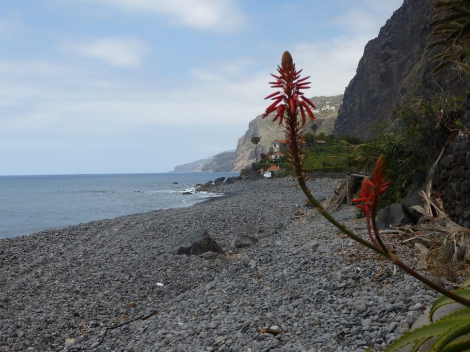 Beach, Atlantic, Flowers, Madeira, Rock, beach, sea preview