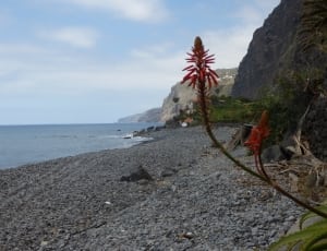 Beach, Atlantic, Flowers, Madeira, Rock, beach, sea thumbnail