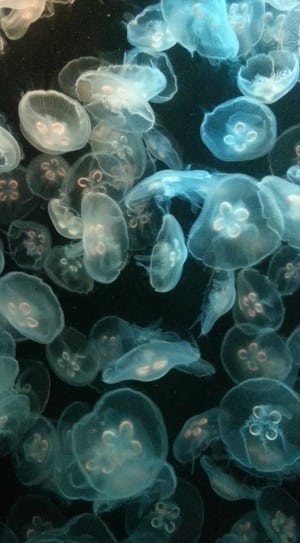 jelly fishes thumbnail