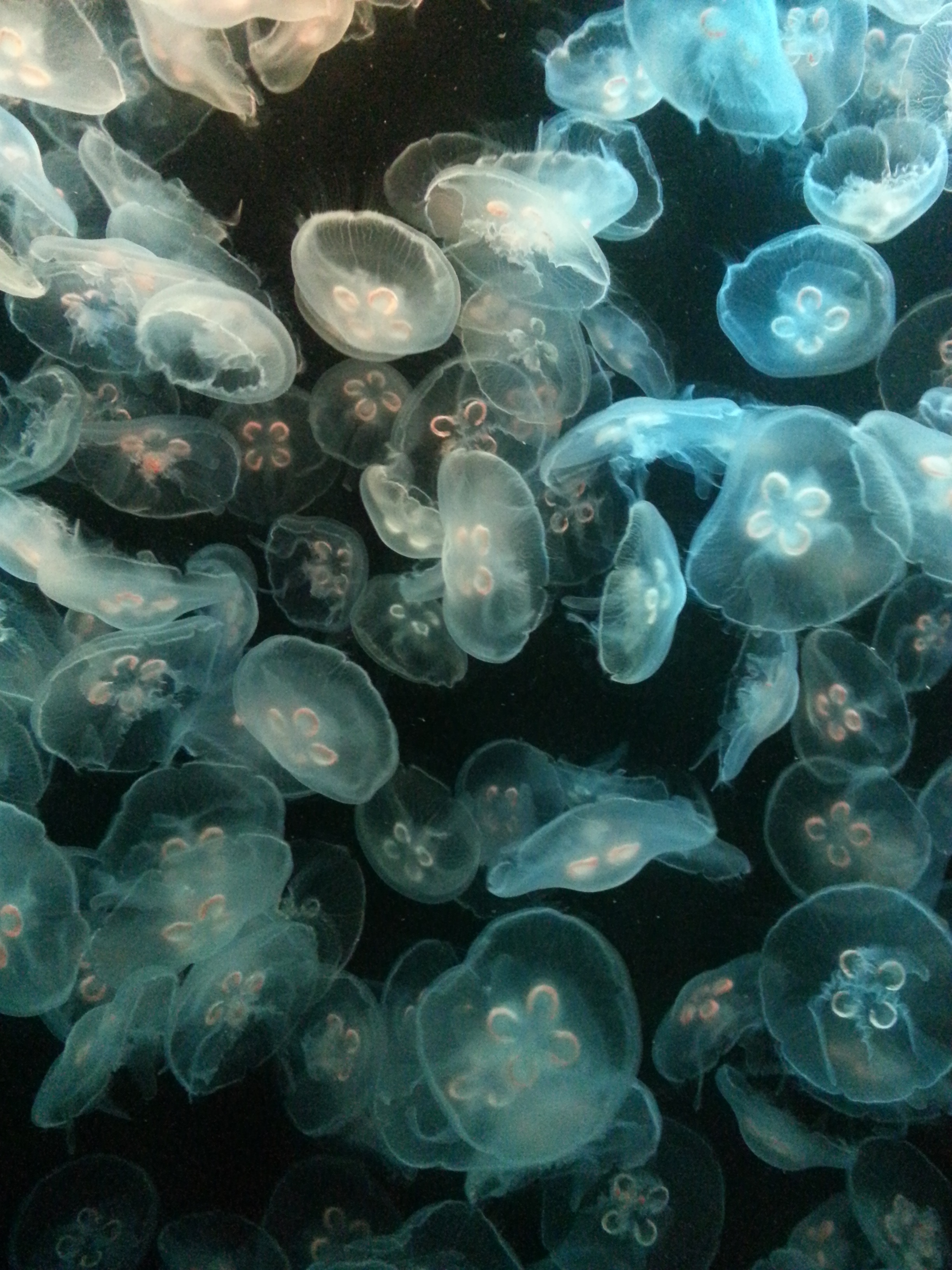 jelly fishes