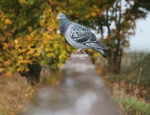 gray pigeon thumbnail