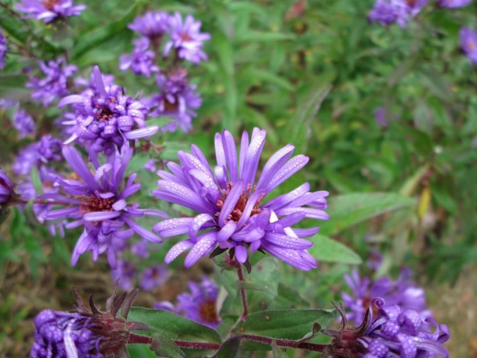 purple aster preview