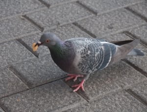 gray and black checkered pigeon thumbnail