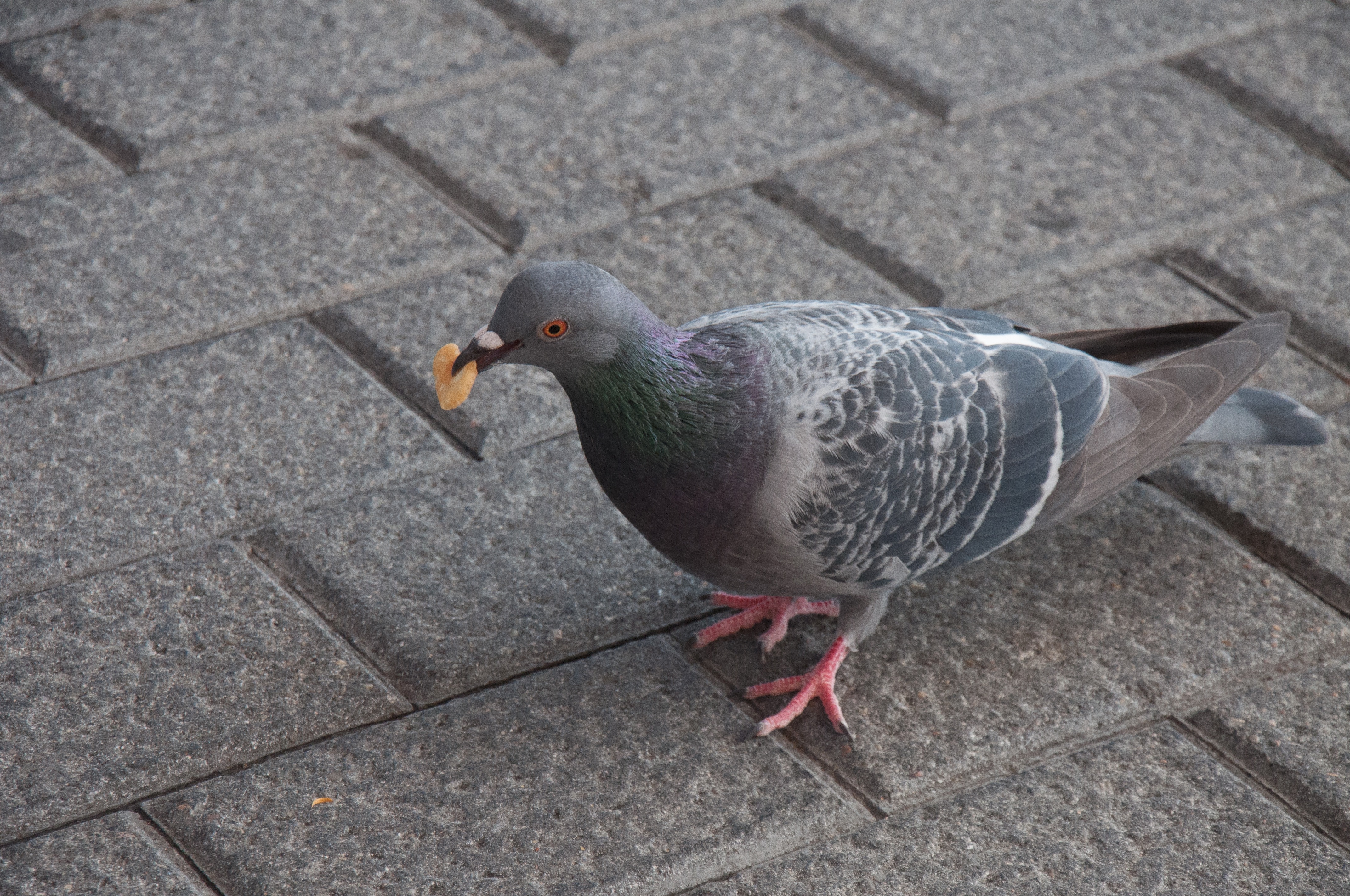 gray and black checkered pigeon