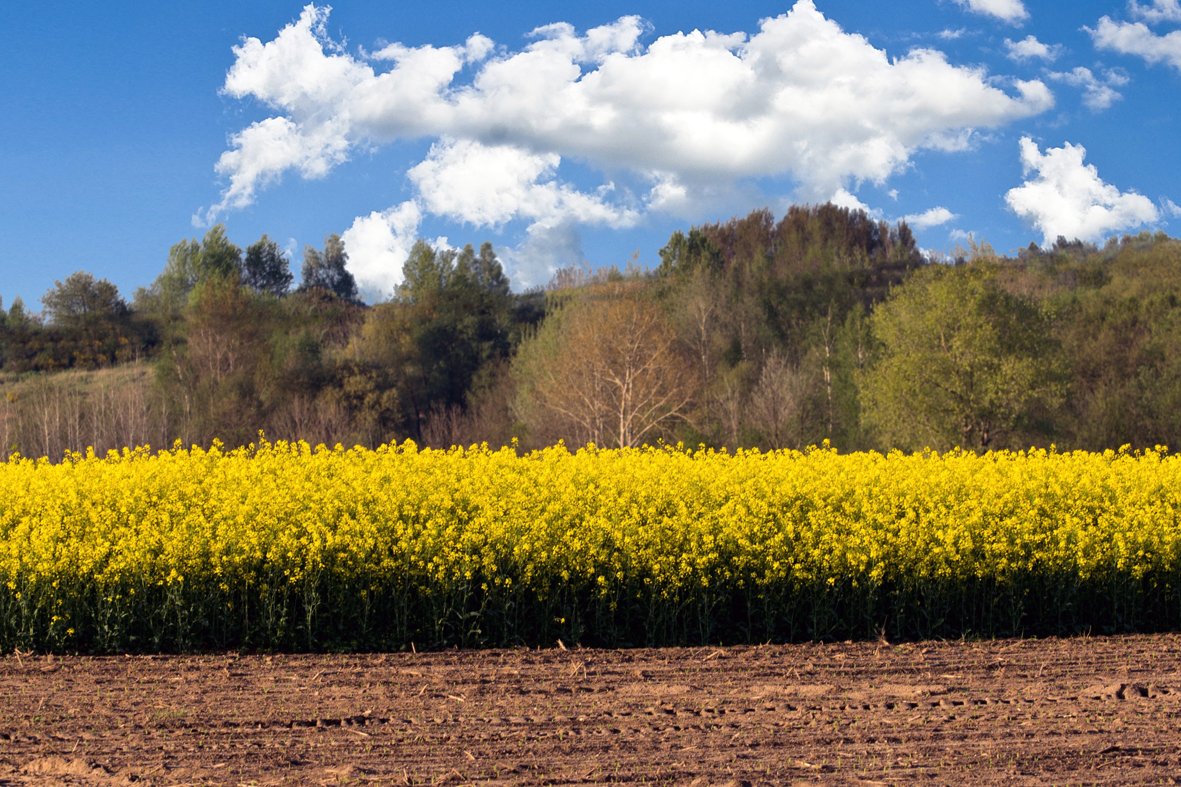 photo of yellow petaled flower during daytime