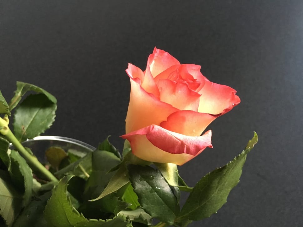 peach and red petal flower preview