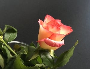 peach and red petal flower thumbnail