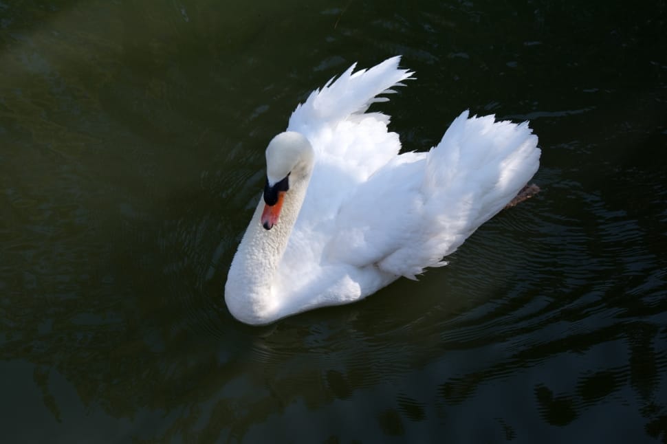 white swan on lake preview