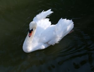 white swan on lake thumbnail