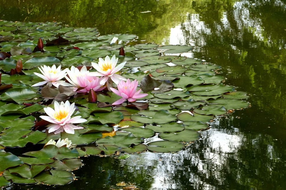 pink water lilies lot preview