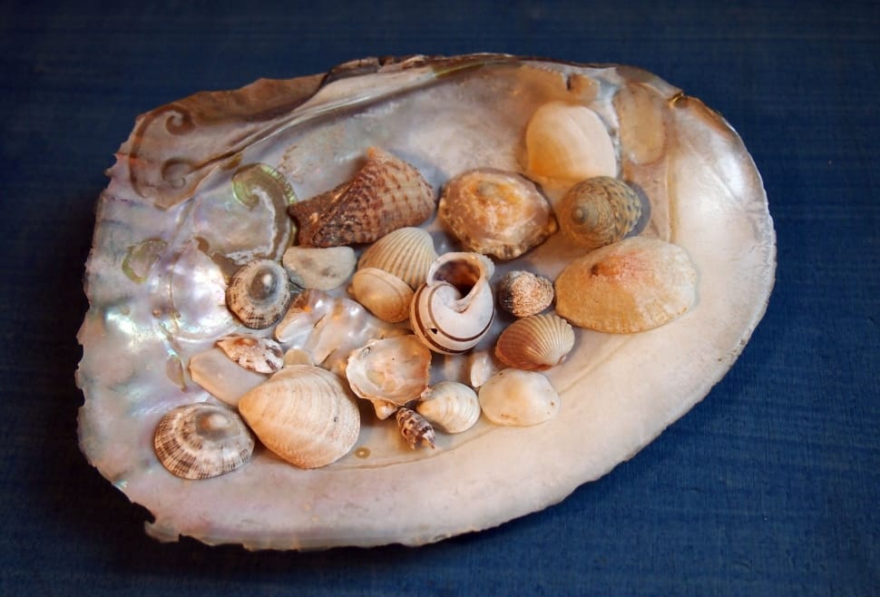 sea shell decorative preview