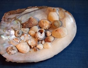 sea shell decorative thumbnail