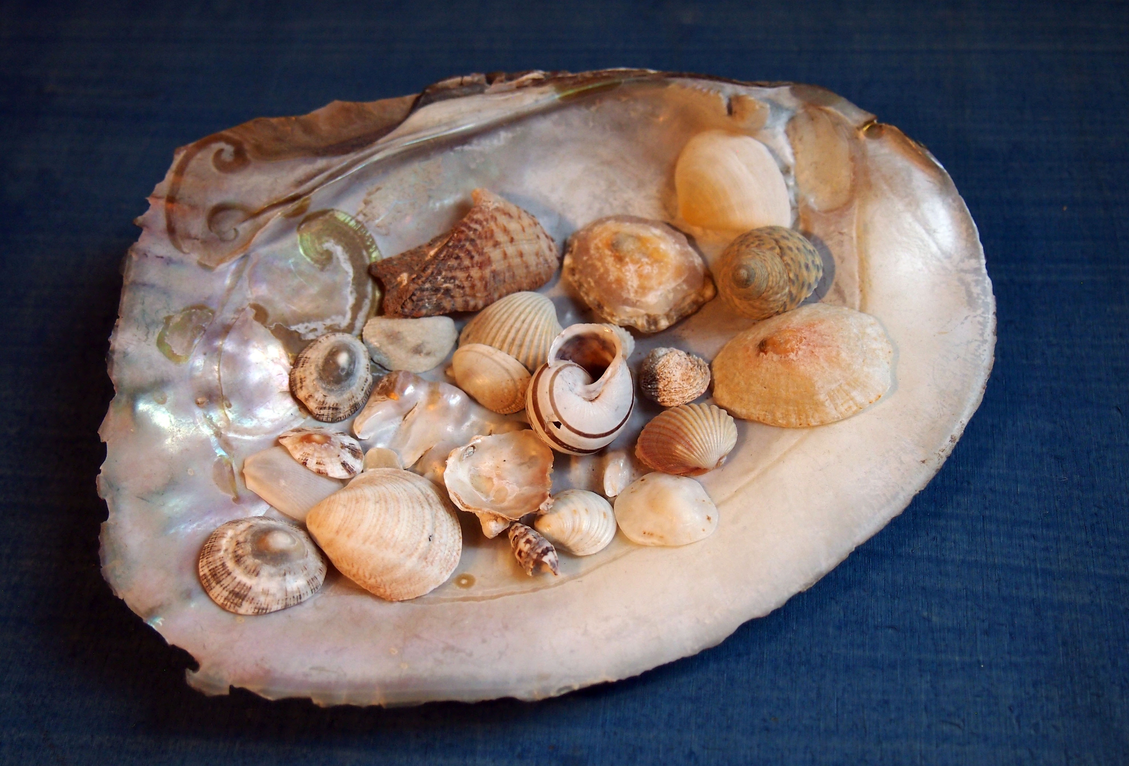 sea shell decorative