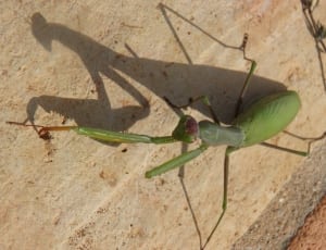 green praying mantis thumbnail