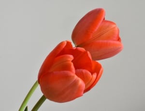 2 red tulips thumbnail
