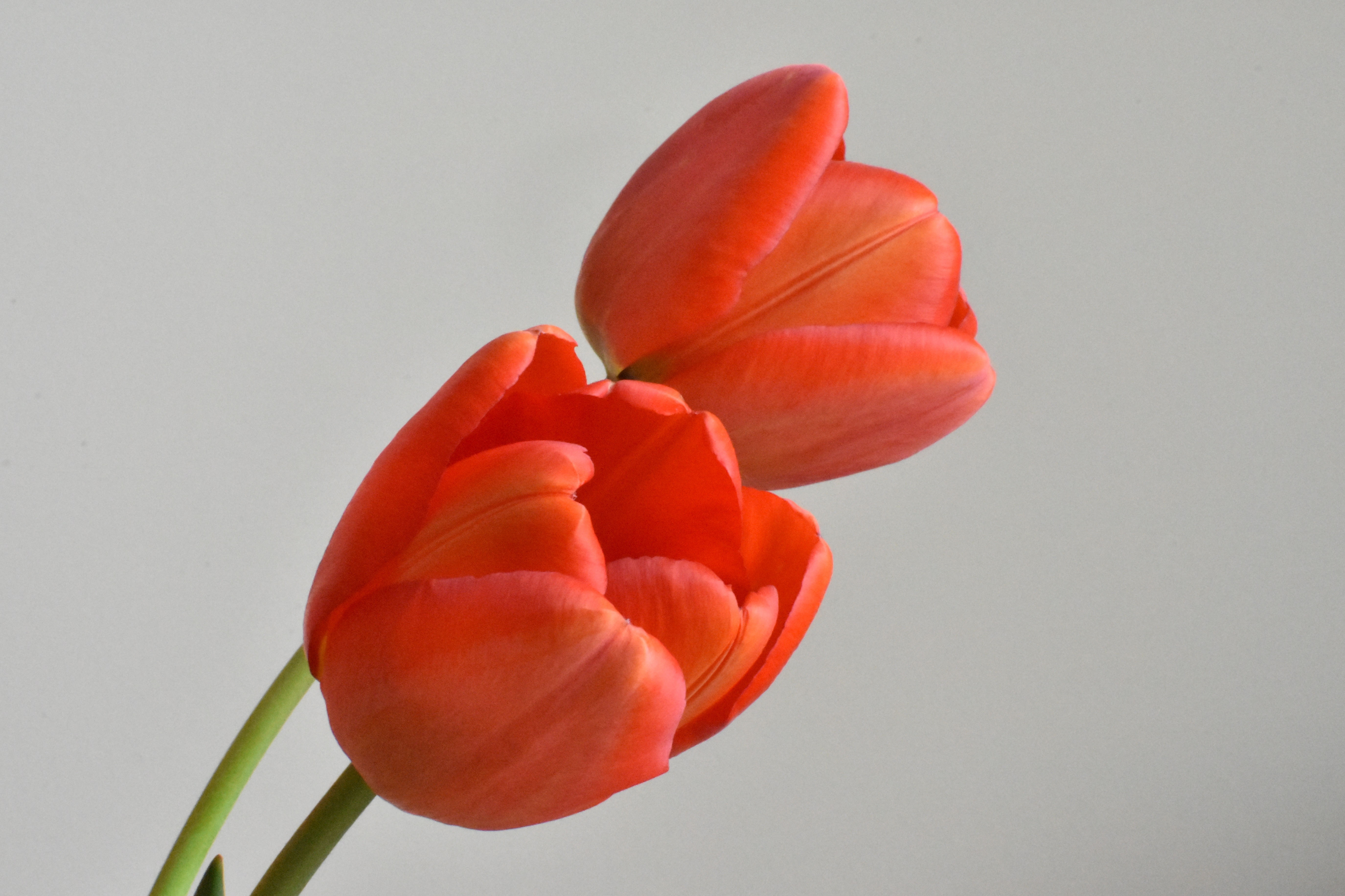 2 red tulips
