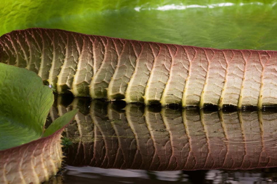 macro shot of lily pad preview