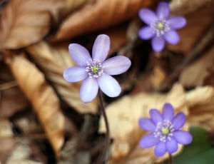 3 purple 5 petal flowers thumbnail