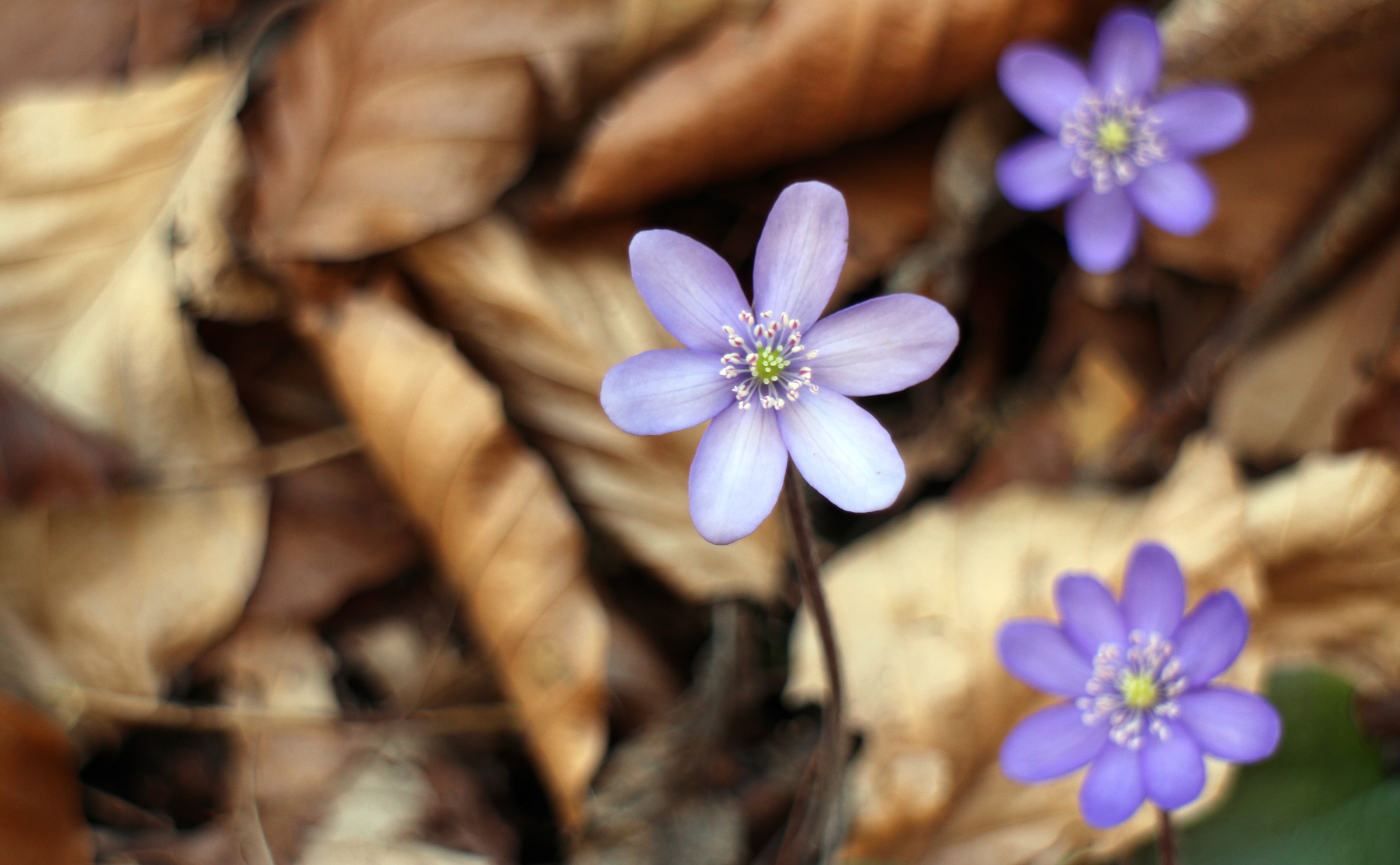 3 purple 5 petal flowers