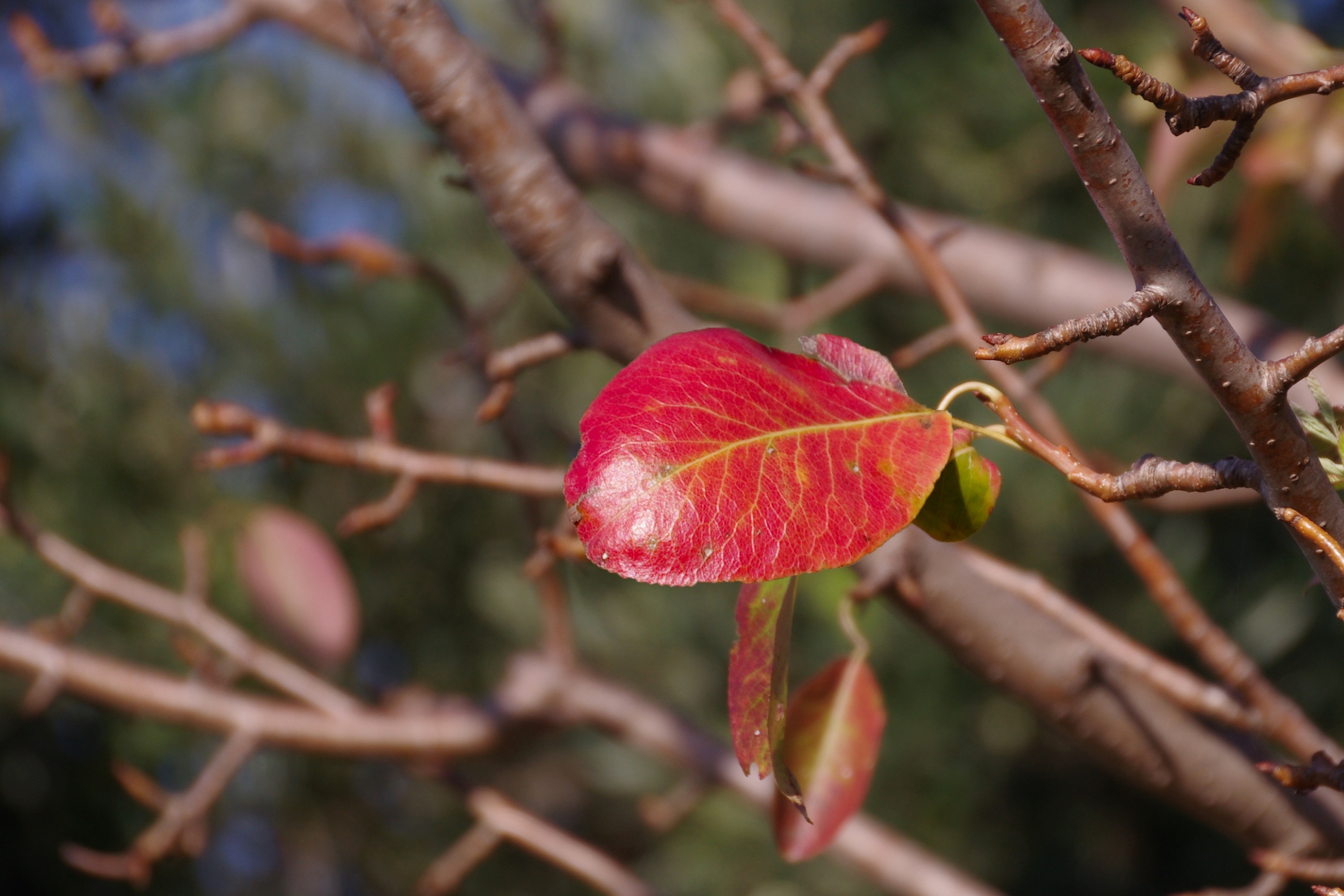 red leaves