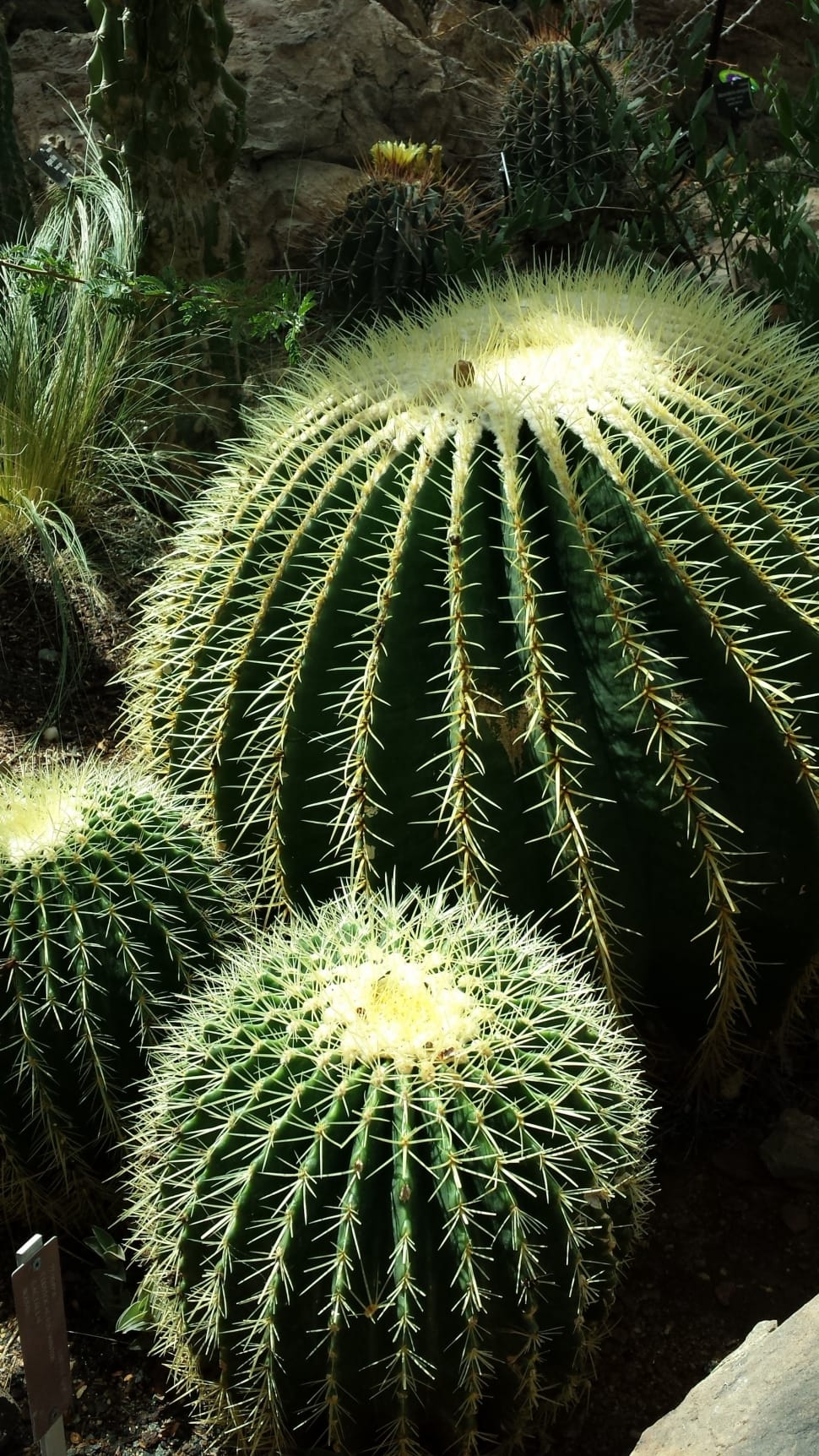 cactus plants preview