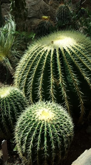 cactus plants thumbnail