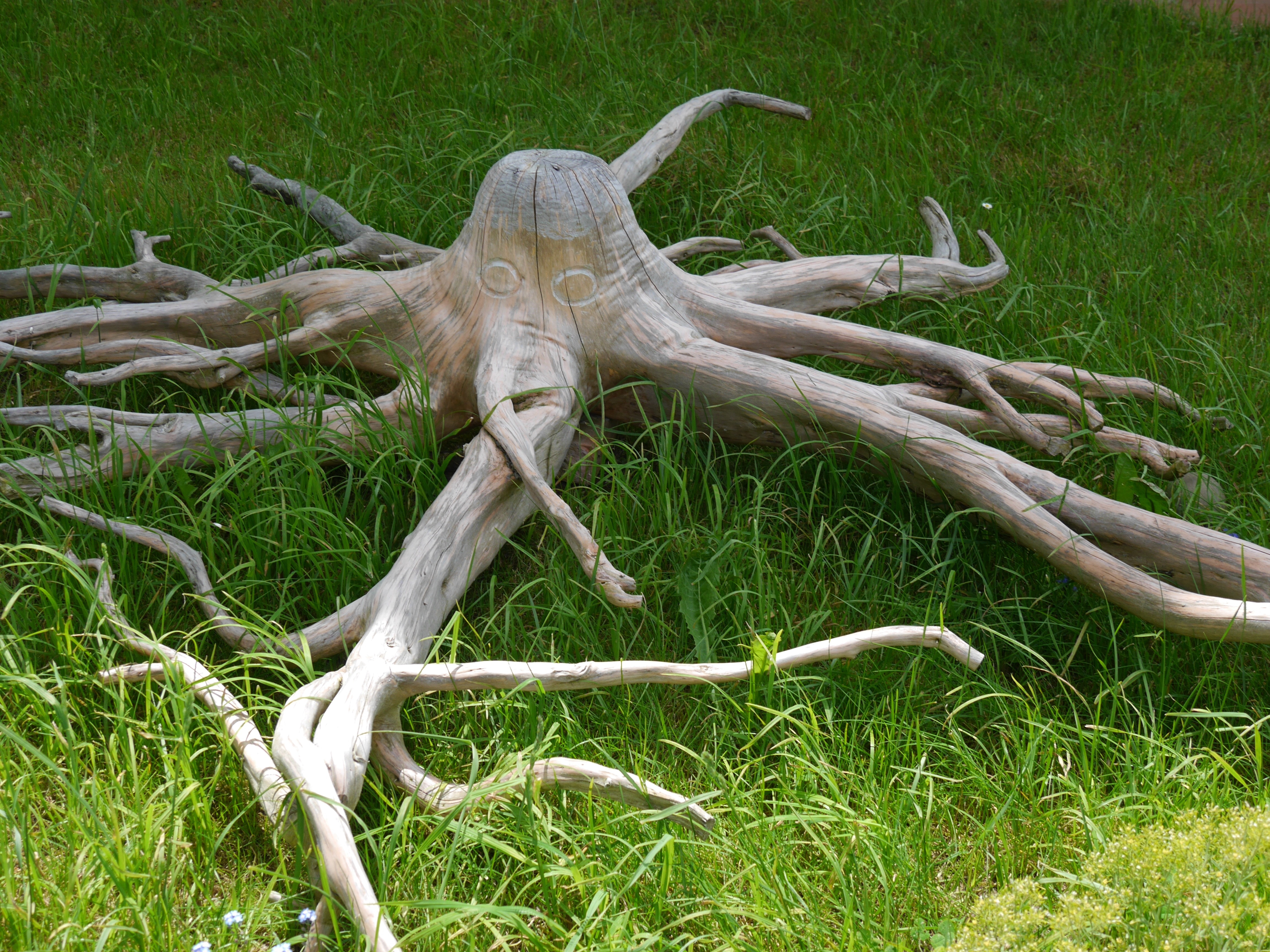 brown tree roots
