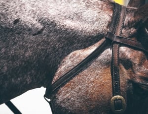 close up photo of gray and brown horse thumbnail