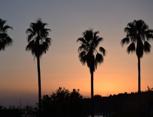 silhouette of 4 coconut tree thumbnail