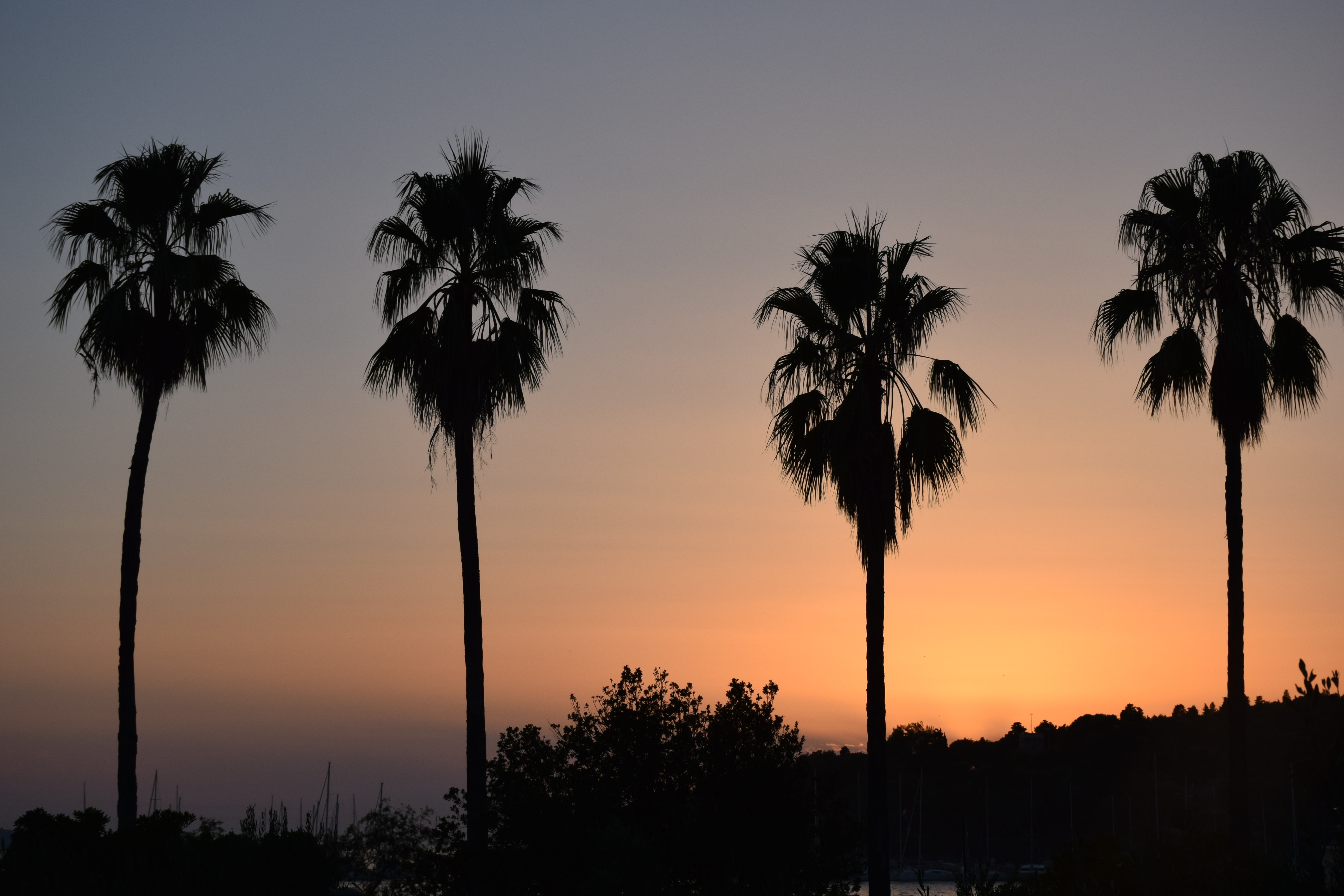 silhouette of 4 coconut tree