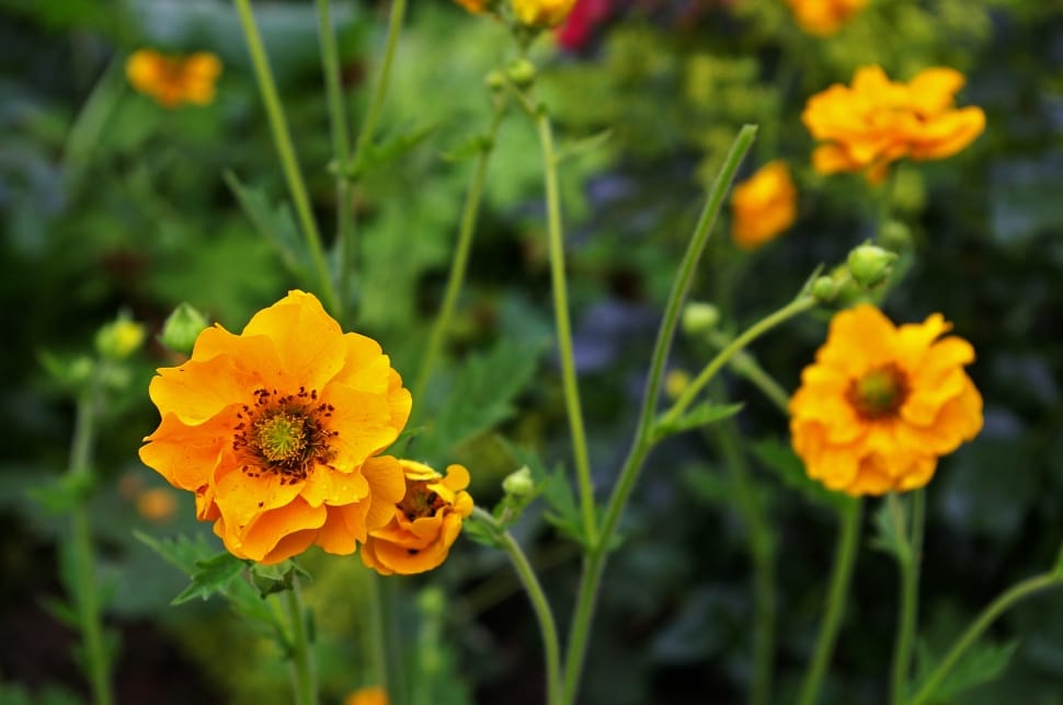 yellow anemone flowers preview