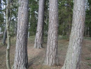 tree trunks thumbnail