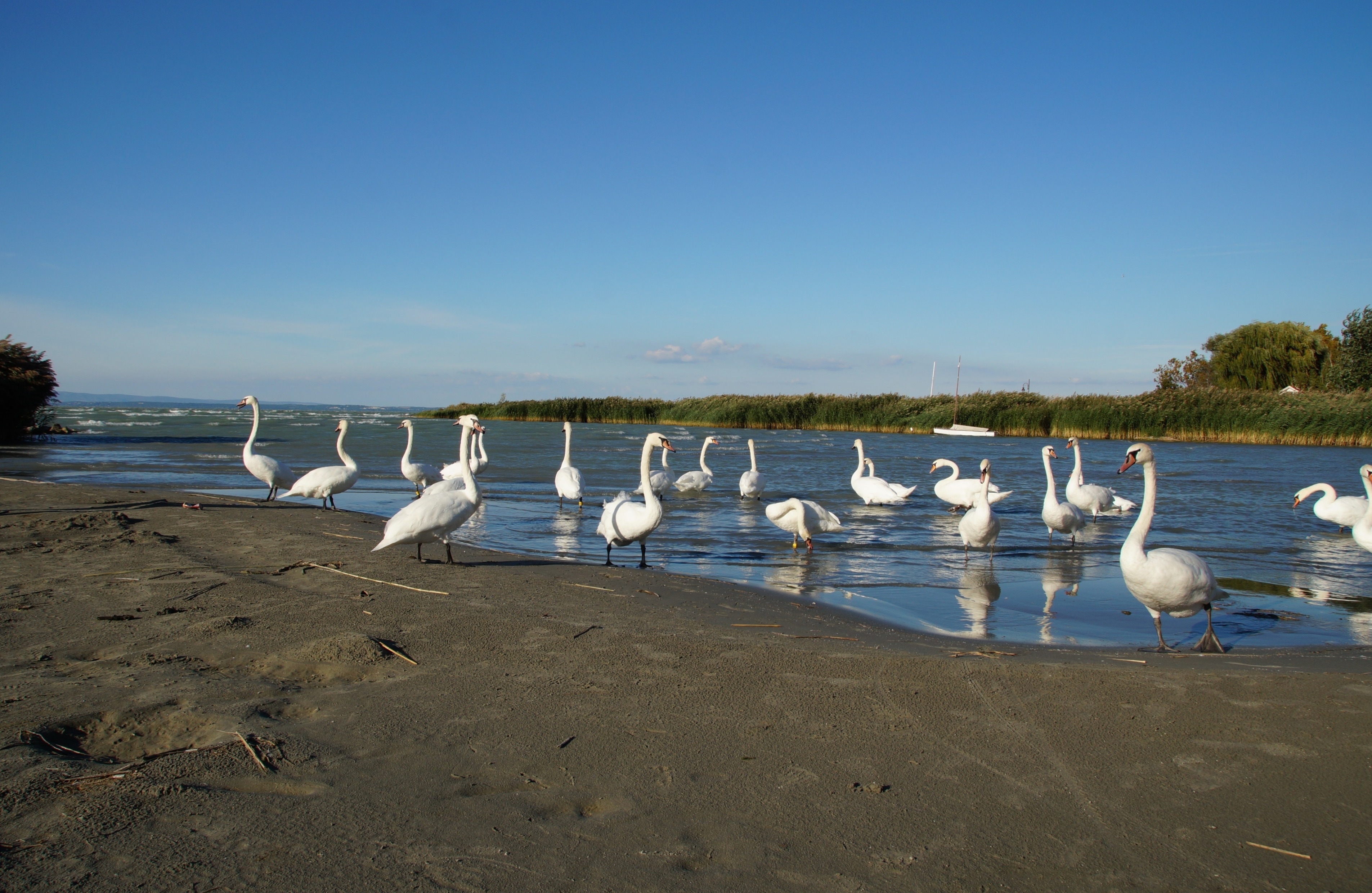 flock of white goose